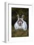 Mountain Hare (Lepus Timidus) in Winter Coat, Scottish Highlands, Scotland, United Kingdom, Europe-Ann & Steve Toon-Framed Photographic Print