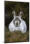 Mountain Hare (Lepus Timidus) in Winter Coat, Scottish Highlands, Scotland, United Kingdom, Europe-Ann & Steve Toon-Mounted Photographic Print