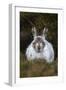 Mountain Hare (Lepus Timidus) in Winter Coat, Scottish Highlands, Scotland, United Kingdom, Europe-Ann & Steve Toon-Framed Photographic Print