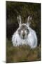 Mountain Hare (Lepus Timidus) in Winter Coat, Scottish Highlands, Scotland, United Kingdom, Europe-Ann & Steve Toon-Mounted Photographic Print