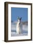 Mountain Hare (Lepus Timidus) in Winter Coat, Sitting in Snow, Yawning, Scotland, UK, February-Mark Hamblin-Framed Photographic Print