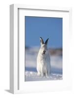 Mountain Hare (Lepus Timidus) in Winter Coat, Sitting in Snow, Yawning, Scotland, UK, February-Mark Hamblin-Framed Photographic Print