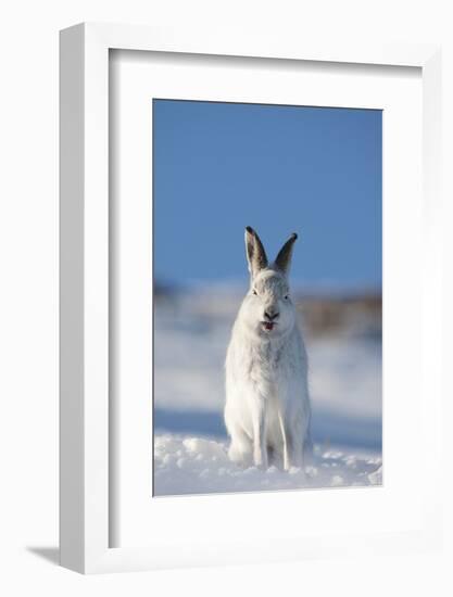 Mountain Hare (Lepus Timidus) in Winter Coat, Sitting in Snow, Yawning, Scotland, UK, February-Mark Hamblin-Framed Photographic Print