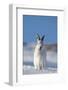 Mountain Hare (Lepus Timidus) in Winter Coat, Sitting in Snow, Yawning, Scotland, UK, February-Mark Hamblin-Framed Photographic Print