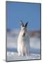 Mountain Hare (Lepus Timidus) in Winter Coat, Sitting in Snow, Yawning, Scotland, UK, February-Mark Hamblin-Mounted Photographic Print