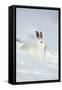 Mountain Hare (Lepus Timidus) in Winter Coat Sitting in the Snow, Scotland, UK, February-Mark Hamblin-Framed Stretched Canvas
