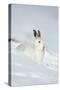 Mountain Hare (Lepus Timidus) in Winter Coat Sitting in the Snow, Scotland, UK, February-Mark Hamblin-Stretched Canvas