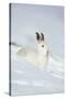 Mountain Hare (Lepus Timidus) in Winter Coat Sitting in the Snow, Scotland, UK, February-Mark Hamblin-Stretched Canvas