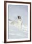 Mountain Hare (Lepus Timidus) in Winter Coat Sitting in the Snow, Scotland, UK, February-Mark Hamblin-Framed Photographic Print