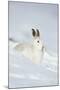 Mountain Hare (Lepus Timidus) in Winter Coat Sitting in the Snow, Scotland, UK, February-Mark Hamblin-Mounted Photographic Print