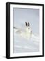 Mountain Hare (Lepus Timidus) in Winter Coat Sitting in the Snow, Scotland, UK, February-Mark Hamblin-Framed Photographic Print