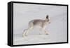 Mountain Hare (Lepus Timidus) in Winter Coat, Stretching on Snow, Scotland, UK, February-Mark Hamblin-Framed Stretched Canvas