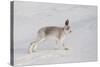 Mountain Hare (Lepus Timidus) in Winter Coat, Stretching on Snow, Scotland, UK, February-Mark Hamblin-Stretched Canvas