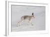 Mountain Hare (Lepus Timidus) in Winter Coat, Stretching on Snow, Scotland, UK, February-Mark Hamblin-Framed Photographic Print