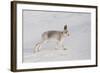 Mountain Hare (Lepus Timidus) in Winter Coat, Stretching on Snow, Scotland, UK, February-Mark Hamblin-Framed Photographic Print