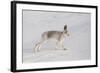 Mountain Hare (Lepus Timidus) in Winter Coat, Stretching on Snow, Scotland, UK, February-Mark Hamblin-Framed Photographic Print