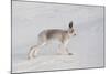 Mountain Hare (Lepus Timidus) in Winter Coat, Stretching on Snow, Scotland, UK, February-Mark Hamblin-Mounted Photographic Print