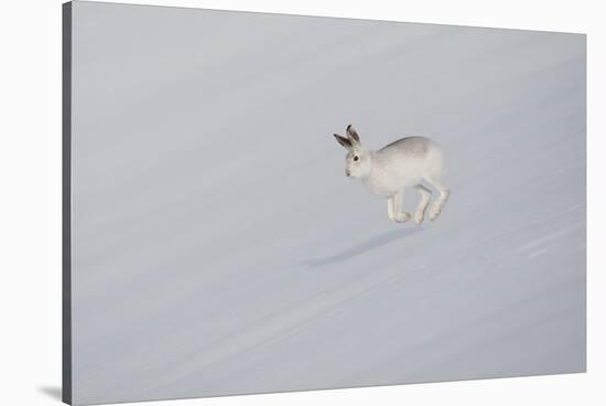 Mountain Hare (Lepus Timidus) in Winter Pelage, Running across Snow-Mark Hamblin-Stretched Canvas