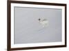 Mountain Hare (Lepus Timidus) in Winter Pelage, Running across Snow-Mark Hamblin-Framed Photographic Print