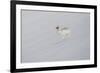 Mountain Hare (Lepus Timidus) in Winter Pelage, Running across Snow-Mark Hamblin-Framed Photographic Print