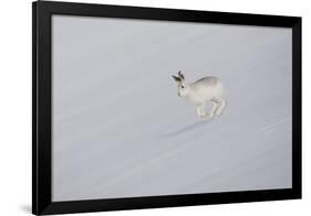 Mountain Hare (Lepus Timidus) in Winter Pelage, Running across Snow-Mark Hamblin-Framed Photographic Print