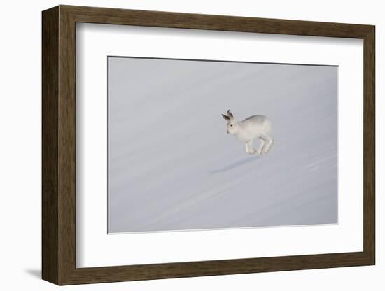 Mountain Hare (Lepus Timidus) in Winter Pelage, Running across Snow-Mark Hamblin-Framed Photographic Print