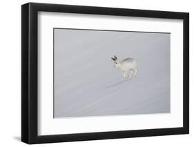 Mountain Hare (Lepus Timidus) in Winter Pelage, Running across Snow-Mark Hamblin-Framed Photographic Print