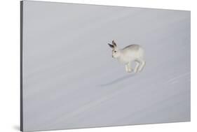 Mountain Hare (Lepus Timidus) in Winter Pelage, Running across Snow-Mark Hamblin-Stretched Canvas