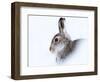 Mountain hare (Lepus timidus) in winter snow, Scottish Highlands, Scotland-Karen Deakin-Framed Photographic Print