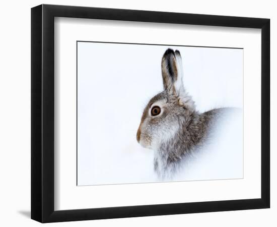 Mountain hare (Lepus timidus) in winter snow, Scottish Highlands, Scotland-Karen Deakin-Framed Photographic Print