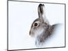 Mountain hare (Lepus timidus) in winter snow, Scottish Highlands, Scotland-Karen Deakin-Mounted Photographic Print