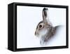 Mountain hare (Lepus timidus) in winter snow, Scottish Highlands, Scotland-Karen Deakin-Framed Stretched Canvas