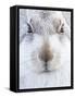 Mountain Hare (Lepus timidus) resting, close up portrait, Cairngorms, Scotland, February-Danny Green-Framed Stretched Canvas