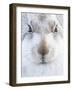 Mountain Hare (Lepus timidus) resting, close up portrait, Cairngorms, Scotland, February-Danny Green-Framed Photographic Print