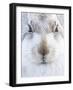 Mountain Hare (Lepus timidus) resting, close up portrait, Cairngorms, Scotland, February-Danny Green-Framed Photographic Print