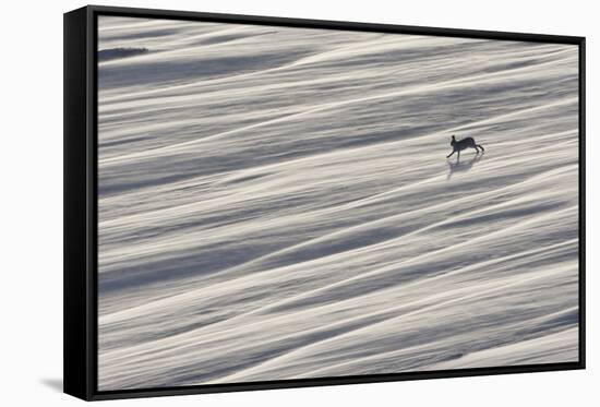 Mountain Hare (Lepus Timidus) Running across Snow Field, Cairngorms National Park, Scotland-Mark Hamblin-Framed Stretched Canvas