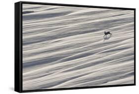 Mountain Hare (Lepus Timidus) Running across Snow Field, Cairngorms National Park, Scotland-Mark Hamblin-Framed Stretched Canvas