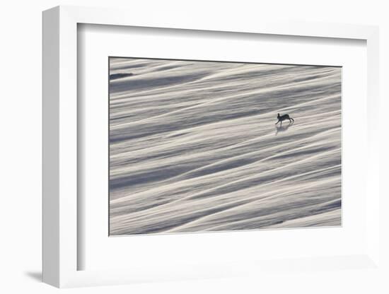 Mountain Hare (Lepus Timidus) Running across Snow Field, Cairngorms National Park, Scotland-Mark Hamblin-Framed Photographic Print