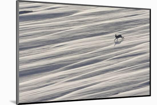 Mountain Hare (Lepus Timidus) Running across Snow Field, Cairngorms National Park, Scotland-Mark Hamblin-Mounted Photographic Print