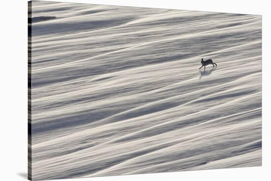 Mountain Hare (Lepus Timidus) Running across Snow Field, Cairngorms National Park, Scotland-Mark Hamblin-Stretched Canvas
