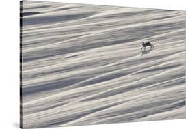 Mountain Hare (Lepus Timidus) Running across Snow Field, Cairngorms National Park, Scotland-Mark Hamblin-Stretched Canvas