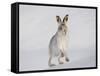 Mountain Hare (Lepus Timidus) Running Up a Snow-Covered Slope, Scotland, UK, February-Mark Hamblin-Framed Stretched Canvas