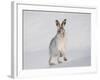 Mountain Hare (Lepus Timidus) Running Up a Snow-Covered Slope, Scotland, UK, February-Mark Hamblin-Framed Photographic Print