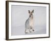 Mountain Hare (Lepus Timidus) Running Up a Snow-Covered Slope, Scotland, UK, February-Mark Hamblin-Framed Photographic Print