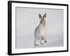 Mountain Hare (Lepus Timidus) Running Up a Snow-Covered Slope, Scotland, UK, February-Mark Hamblin-Framed Photographic Print