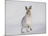 Mountain Hare (Lepus Timidus) Running Up a Snow-Covered Slope, Scotland, UK, February-Mark Hamblin-Mounted Photographic Print