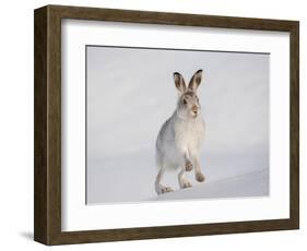 Mountain Hare (Lepus Timidus) Running Up a Snow-Covered Slope, Scotland, UK, February-Mark Hamblin-Framed Photographic Print