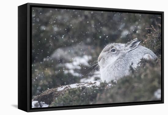 Mountain Hare (Lepus Timidus), Scottish Highlands, Scotland, United Kingdom, Europe-David and Louis Gibbon-Framed Stretched Canvas