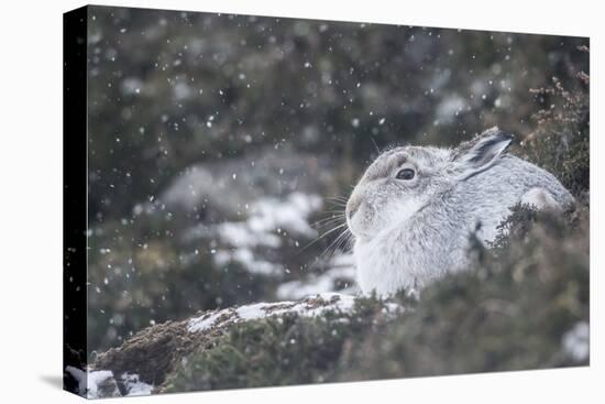 Mountain Hare (Lepus Timidus), Scottish Highlands, Scotland, United Kingdom, Europe-David and Louis Gibbon-Stretched Canvas