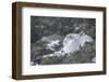 Mountain Hare (Lepus Timidus), Scottish Highlands, Scotland, United Kingdom, Europe-David and Louis Gibbon-Framed Photographic Print